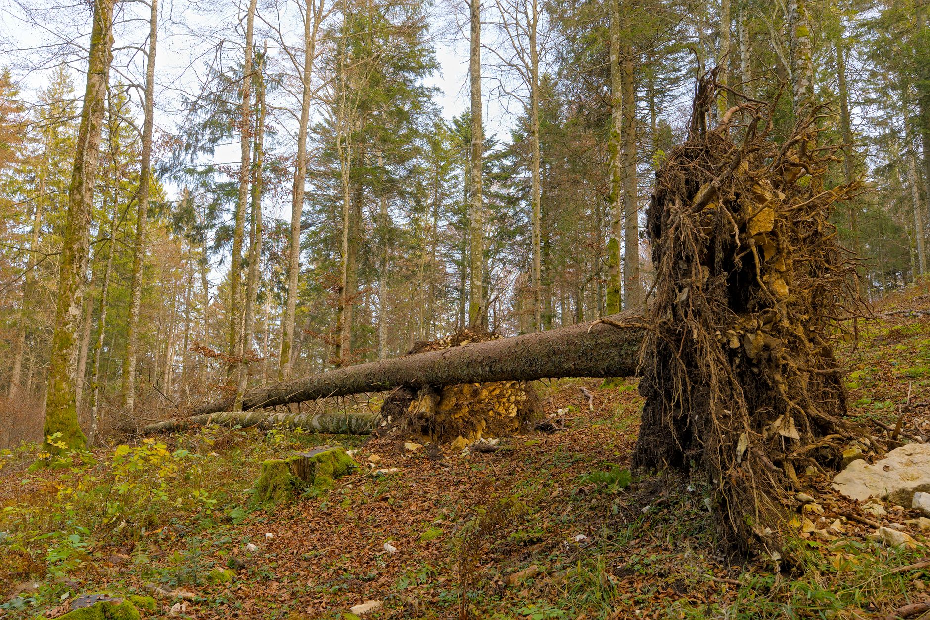 Enlèvement arbre urgence équipe à Échirolles